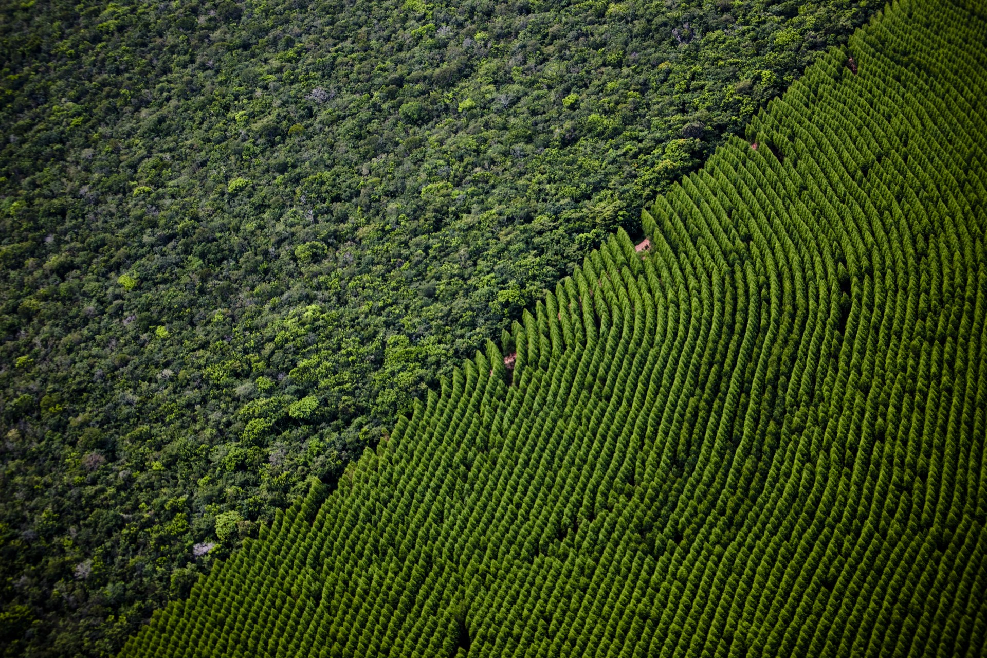 Certifica O No Setor Florestal Expoforest