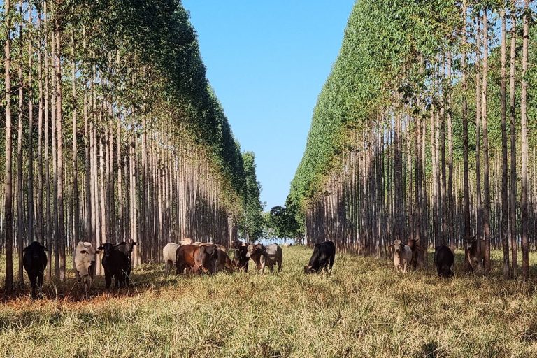 Credit: Katia Pichelli