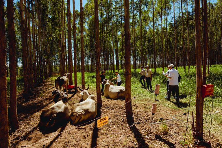 Credit: Raphael Bernadelli